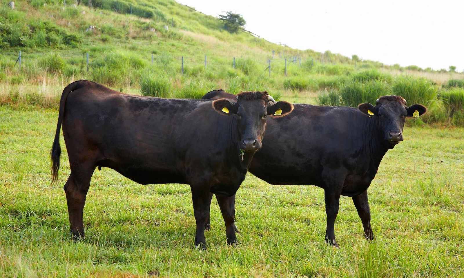 Black Wagyu cattle, bred in Japan